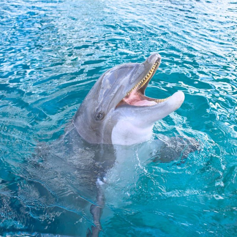Dolphins