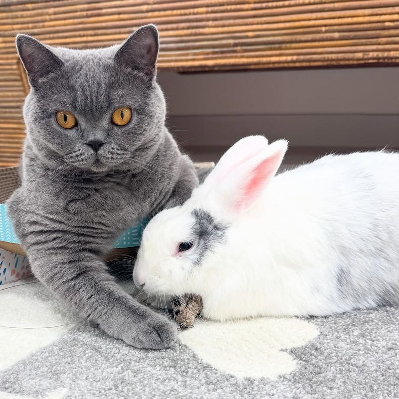 Cat And Rabbit