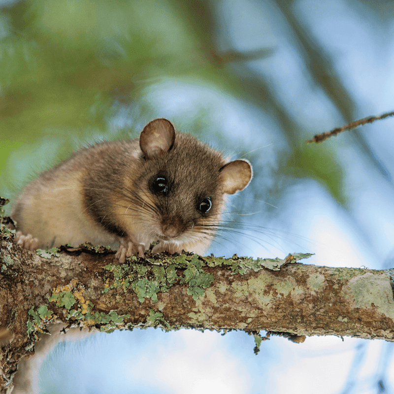 Dormouse