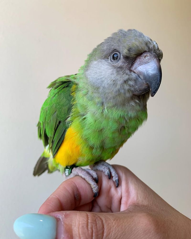 Senegal Parrot