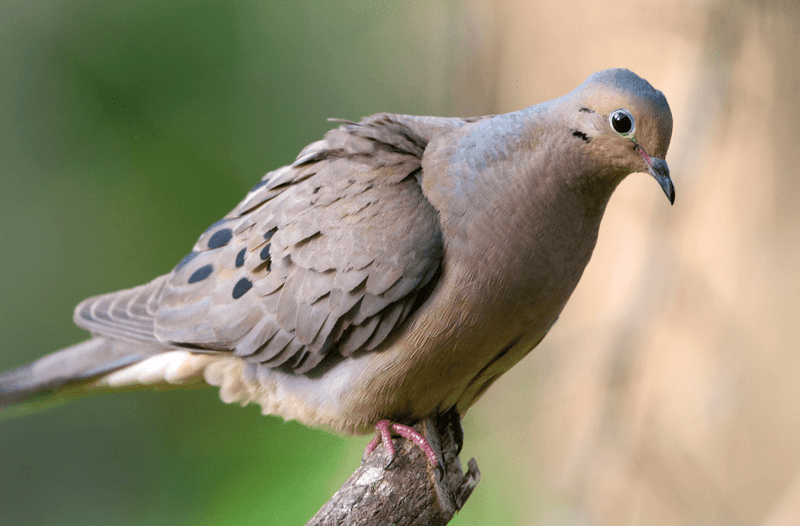 Dove's Unusual Feather Molting