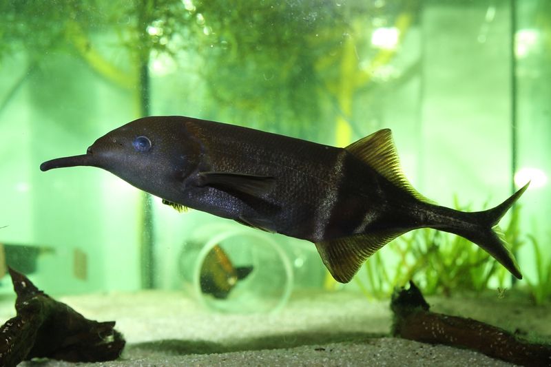 Elephantnose Fish