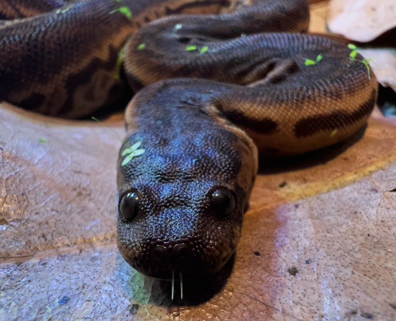 Elephant Trunk Snake