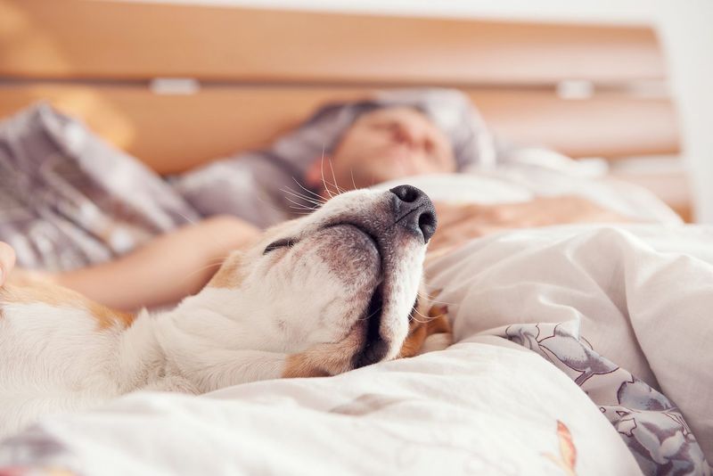 Helping Your Dog Have Sweet Dreams