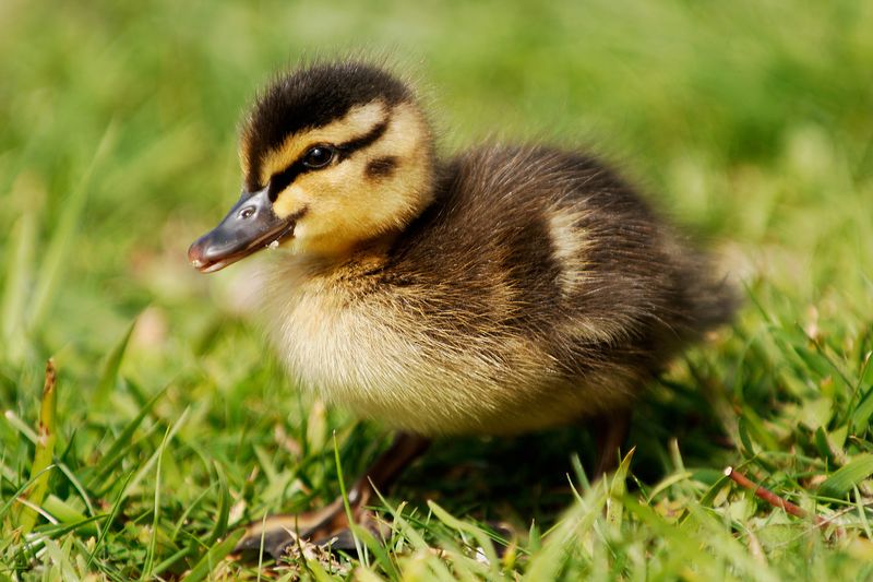 Duck Quacks A Mystery