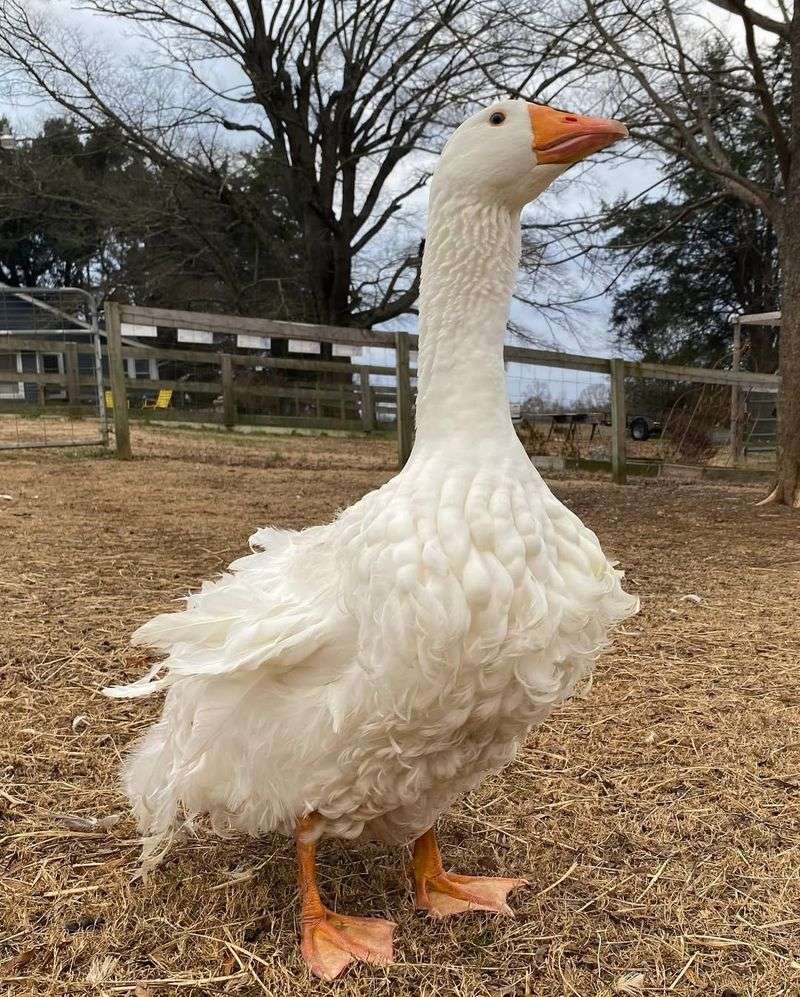 Goose