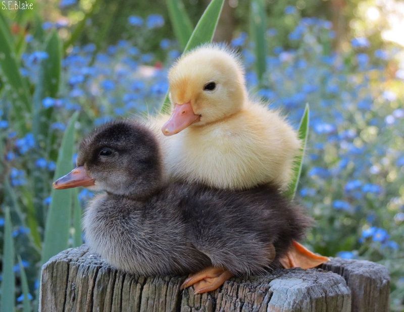 Duckling Bonding