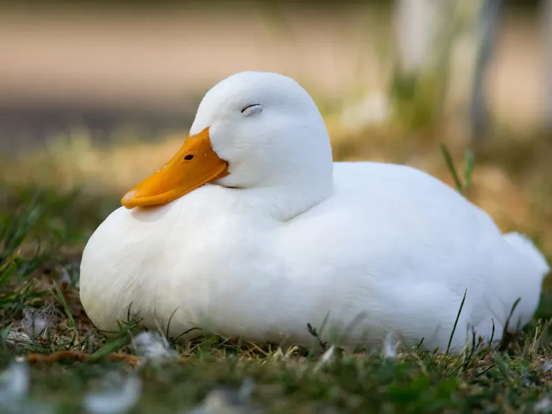 Ducks' Remarkable Sleeping Habits