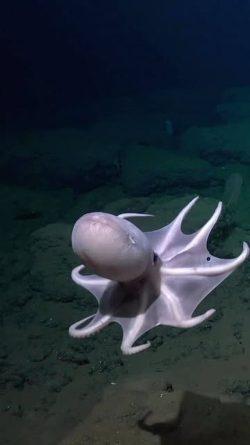 Dumbo Octopus