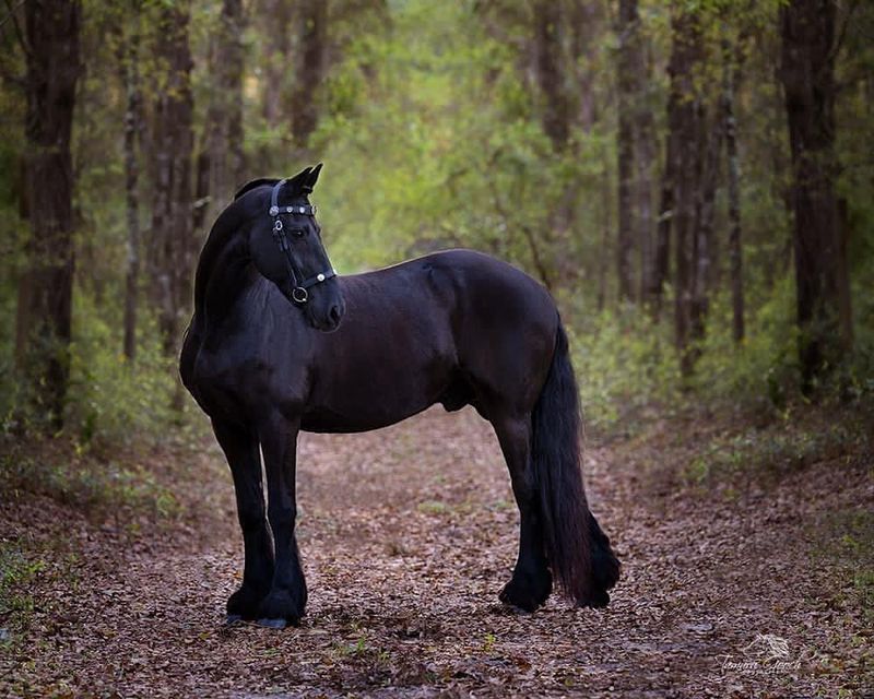 Friesian