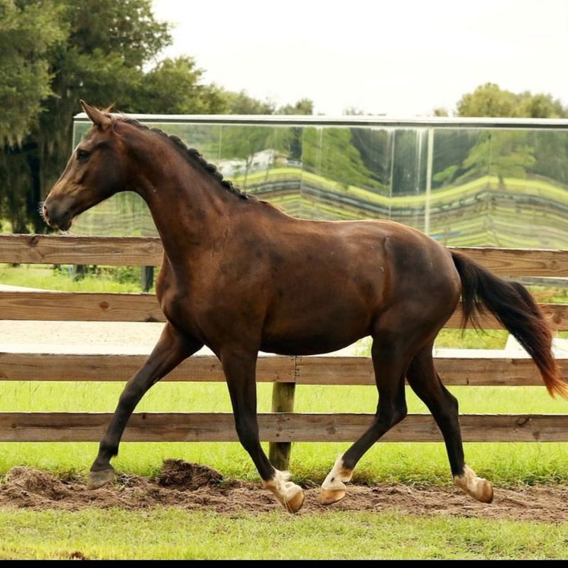 Dutch Warmblood ($15,000 – $60,000)