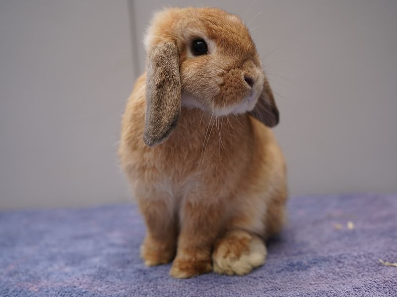 Mini Lop