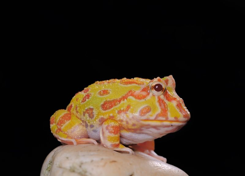 Pacman Frog