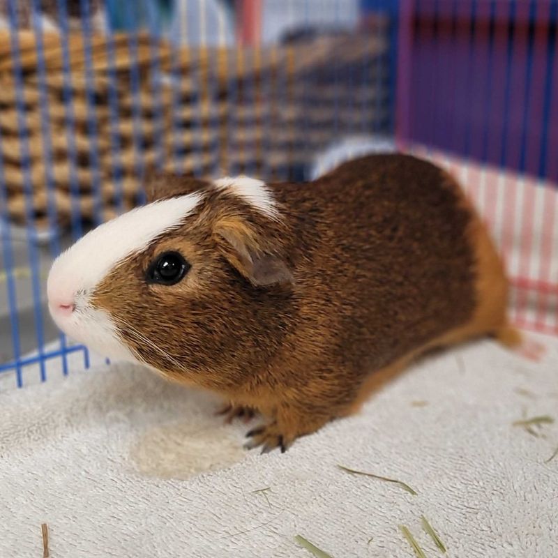 Guinea Pig