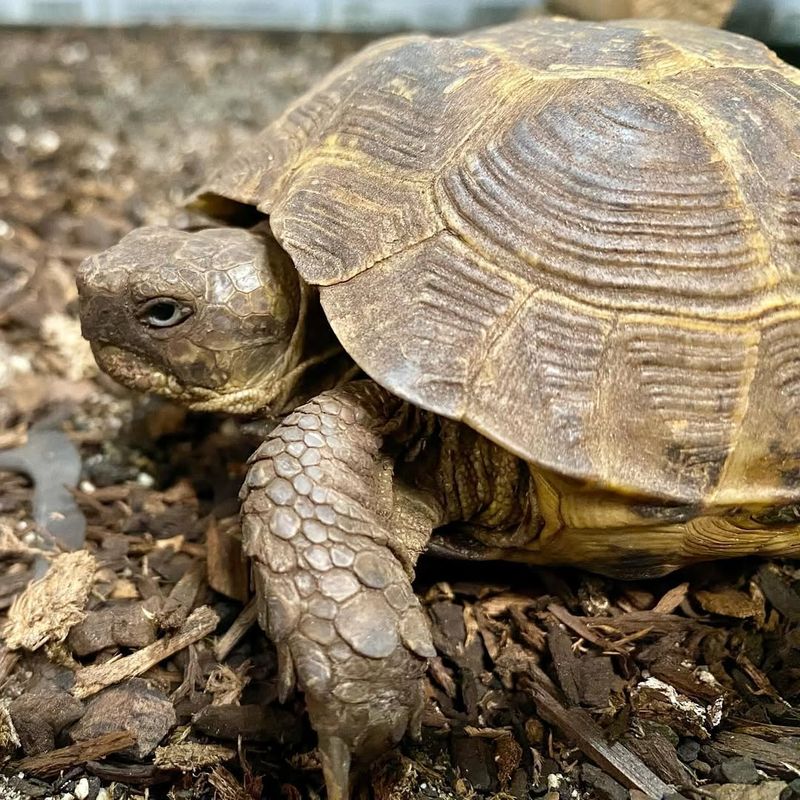 Russian Tortoise