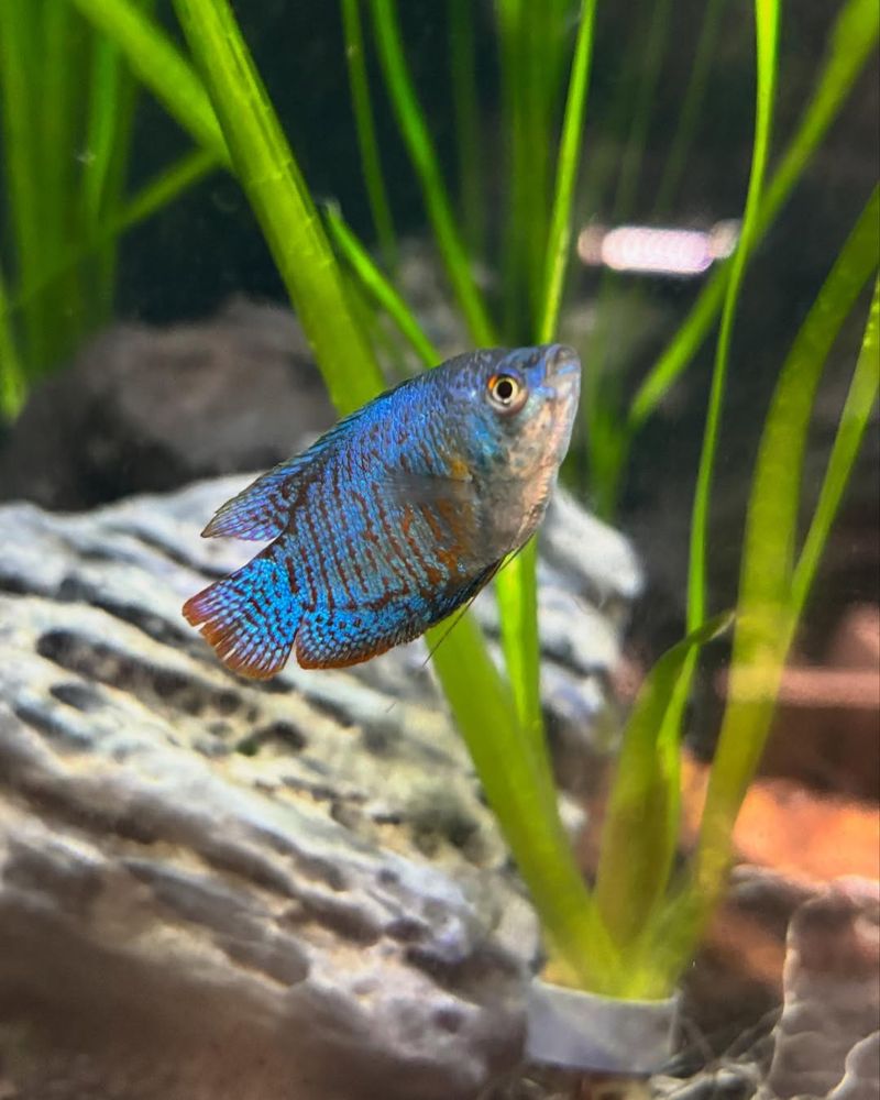Dwarf Gourami