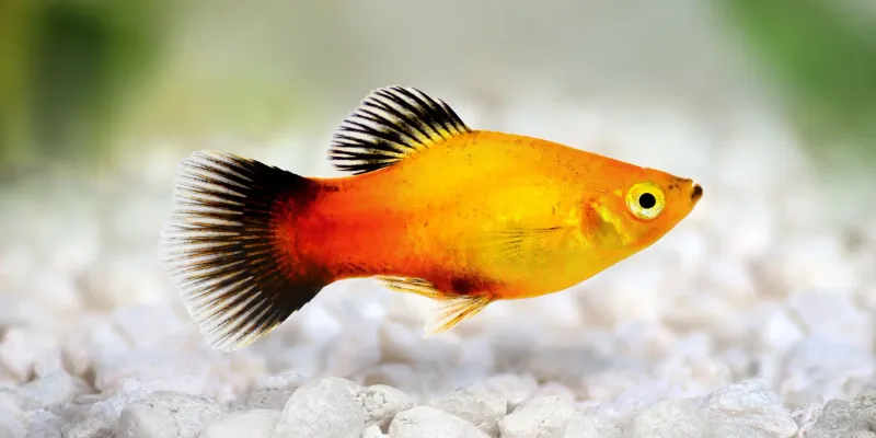 Platy Fish