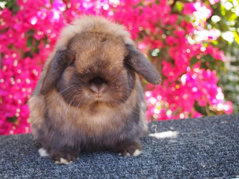 Mini Lop Rabbit