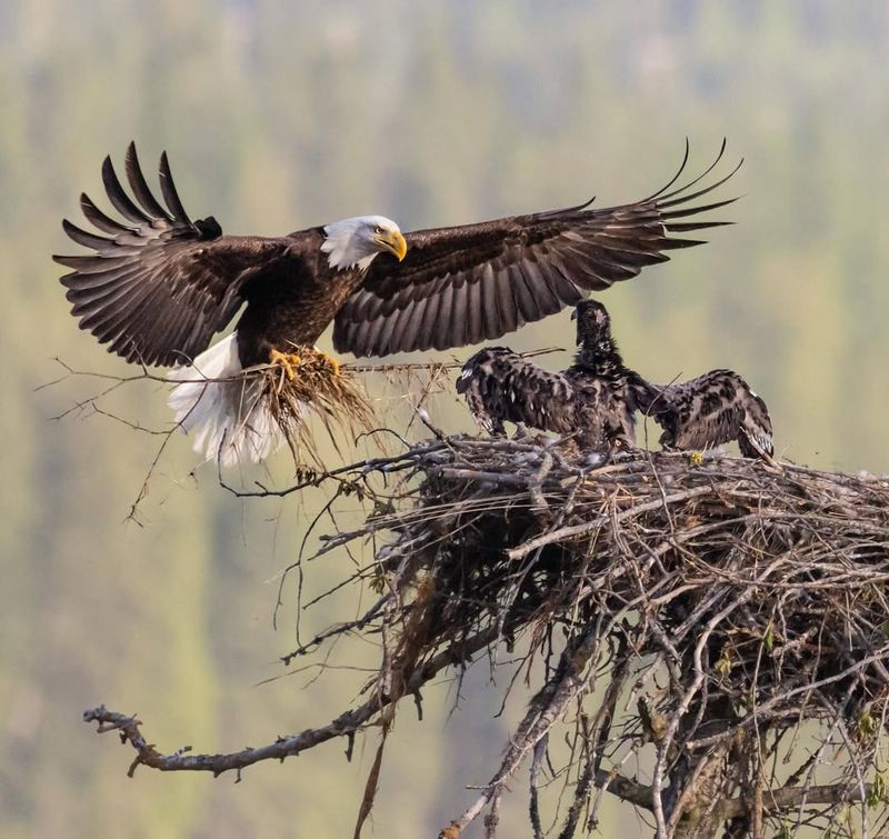 Fledging And First Flight