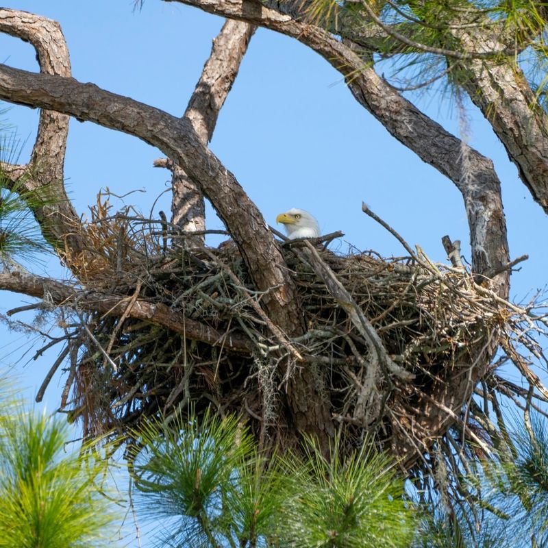 Migration And Nest Loyalty