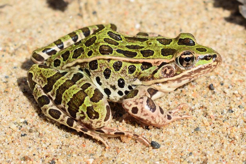 Northern Leopard Frog