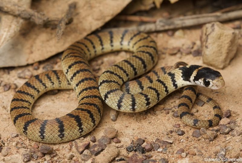 Eastern Brown Snake