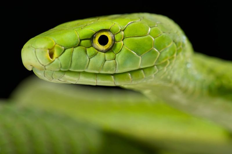 Green Mamba