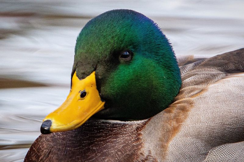 Mallard Duck