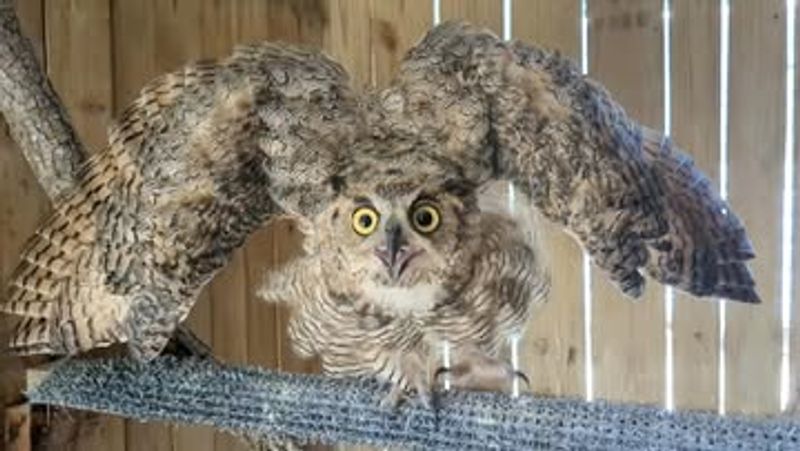 Great Horned Owl