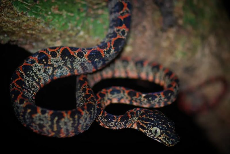 Amazon Tree Boa