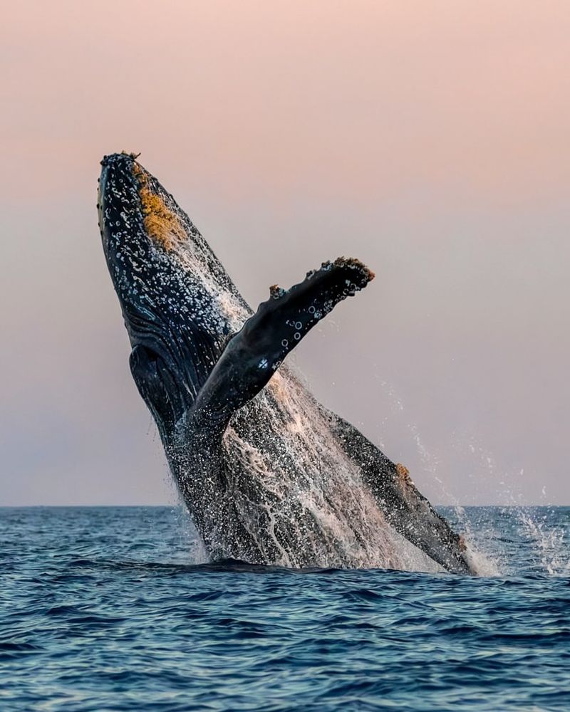 Humpback Whale