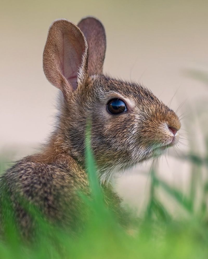Eastern Cottontail Rabbit