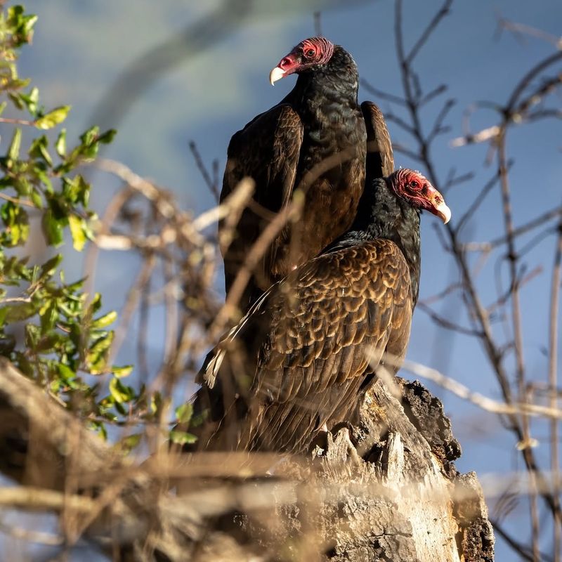 Turkey Vulture