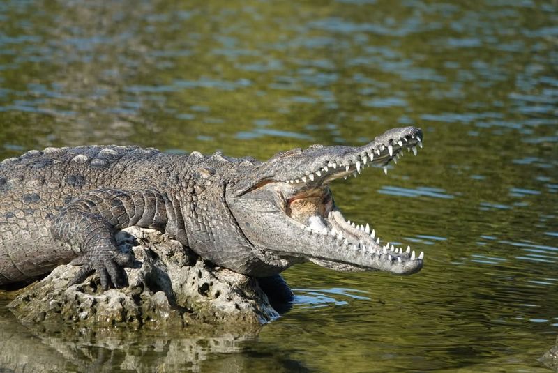 American Crocodile