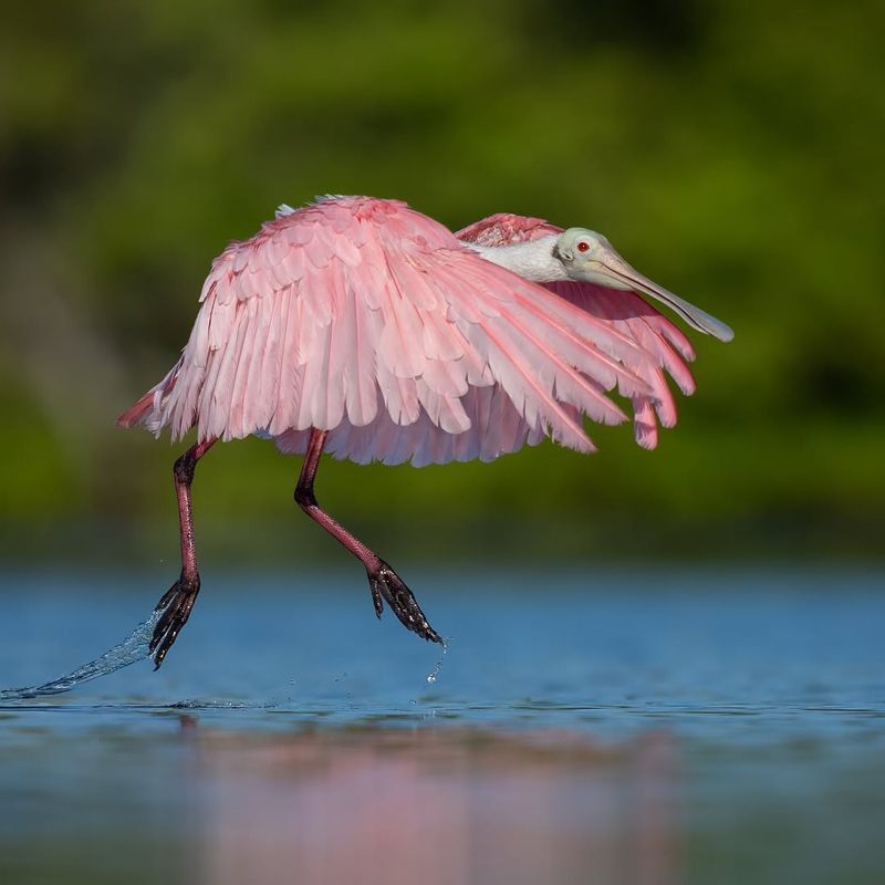 Roseate Spoonbill