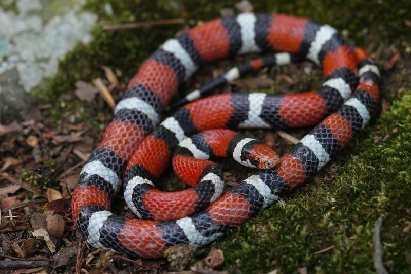 Milk Snake