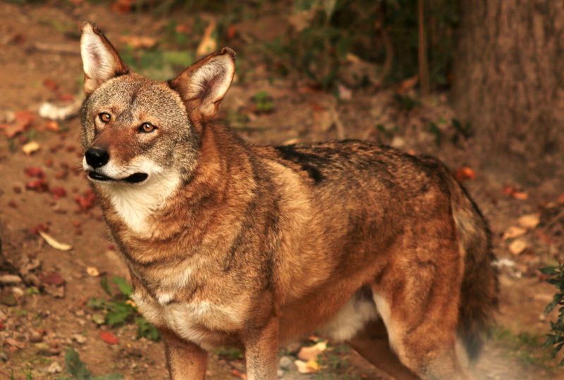 Red Wolf (Canis Rufus)