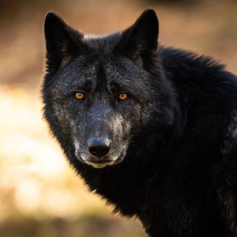 Alaskan Interior Wolf: The Wilderness Resident