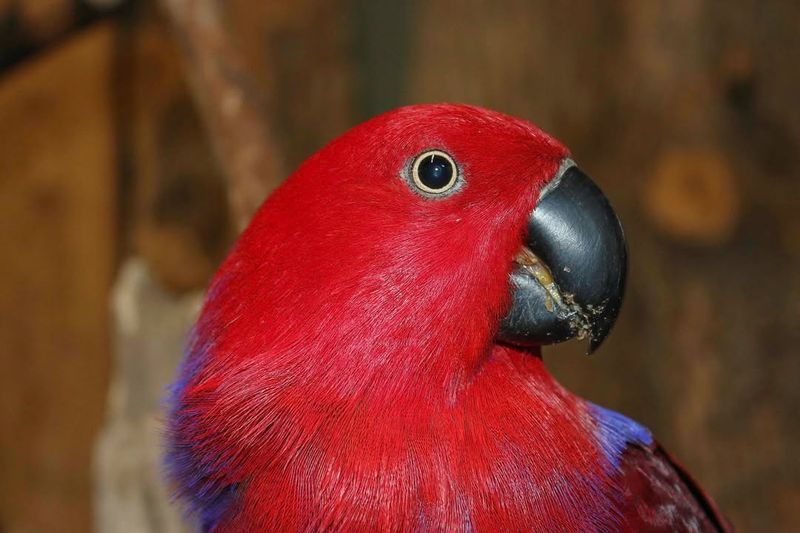 Eclectus Parrot