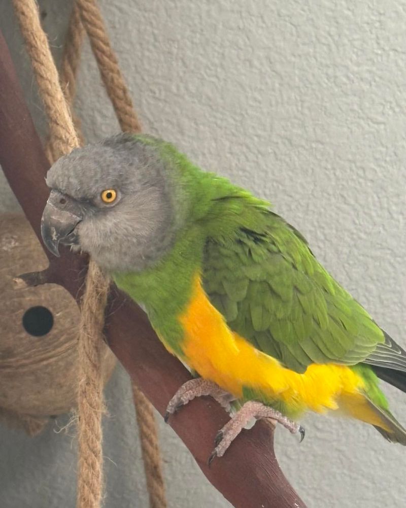 Senegal Parrot