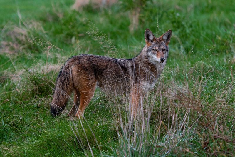 Stay Informed On Coyote Behavior