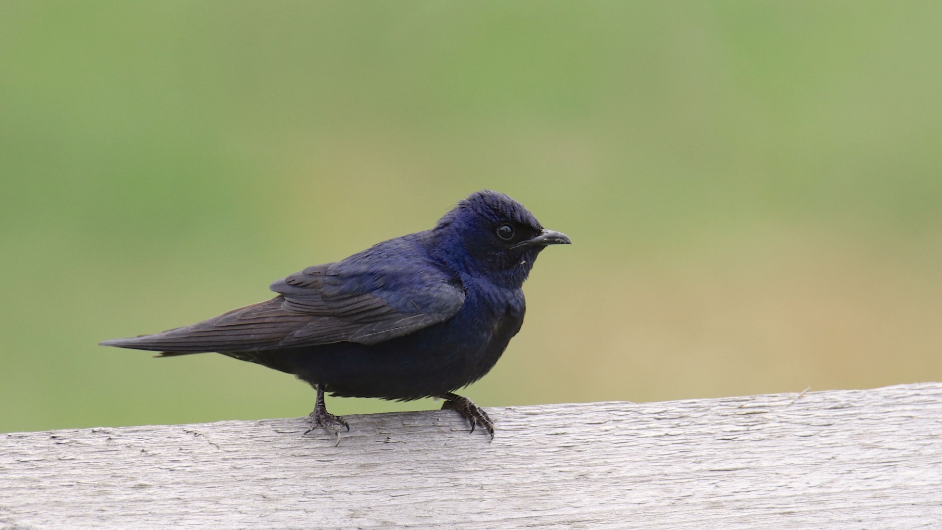 Effective Methods For Attracting Purple Martins To Your Yard