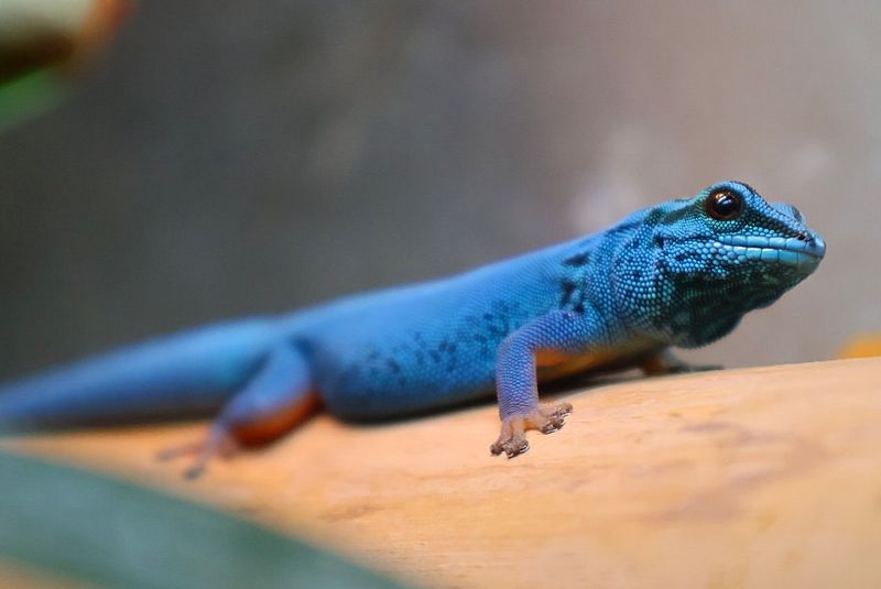 Electric Blue Day Gecko