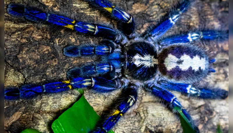Electric Blue Tarantula