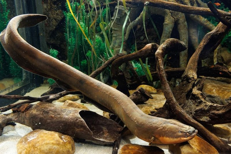 Electric Eel