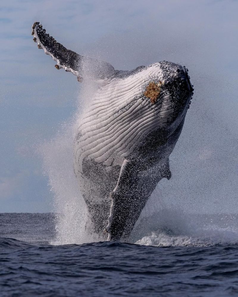 Humpback Whale