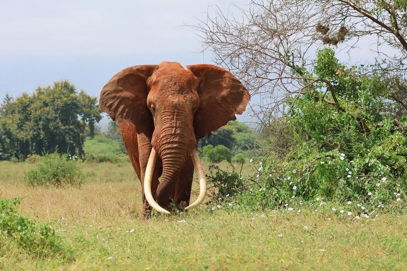Elephant