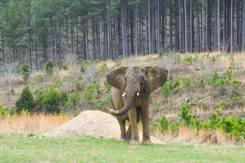 Elephant Sanctuary, Tennessee