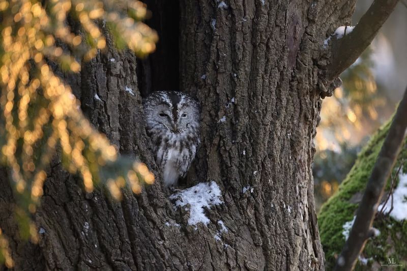 Tawny Owl