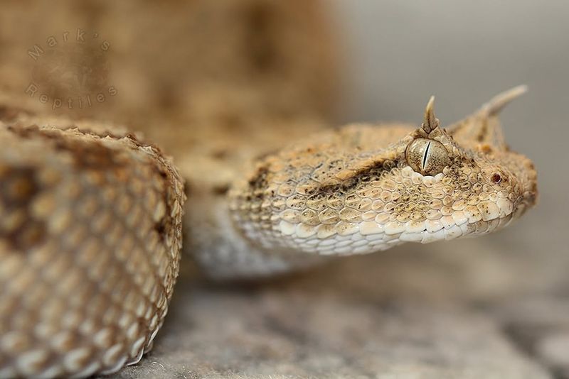 Horned Viper